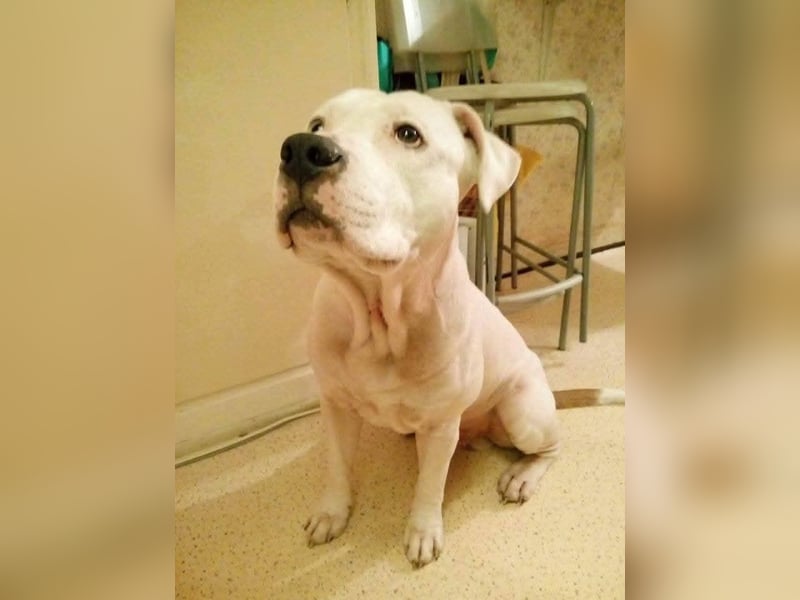 Murphy-DG, Dickkopf sucht Paten!