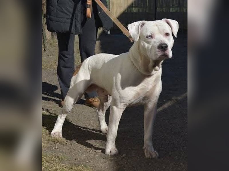 Murphy-DG, Dickkopf sucht Paten!