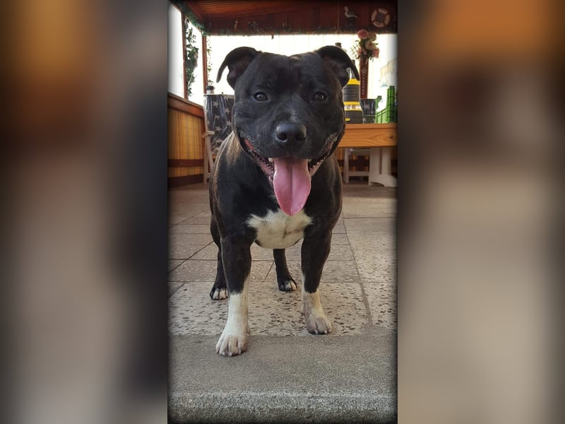 Staffordshire Bullterrier