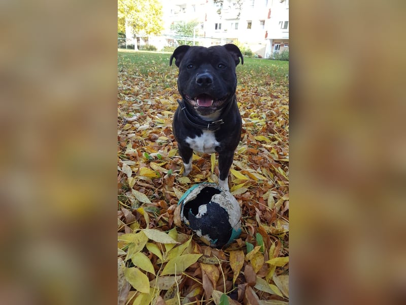 Staffordshire Bullterrier