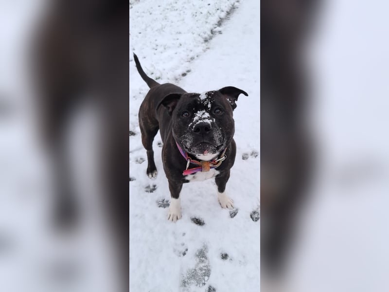 Staffordshire Bullterrier