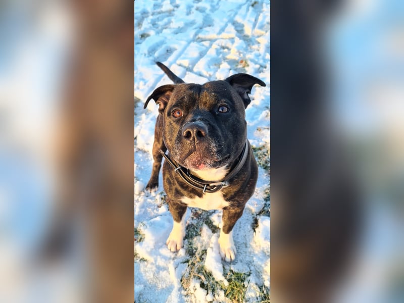 Staffordshire Bullterrier
