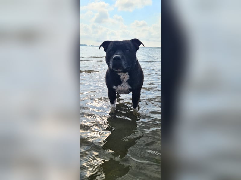 Staffordshire Bullterrier