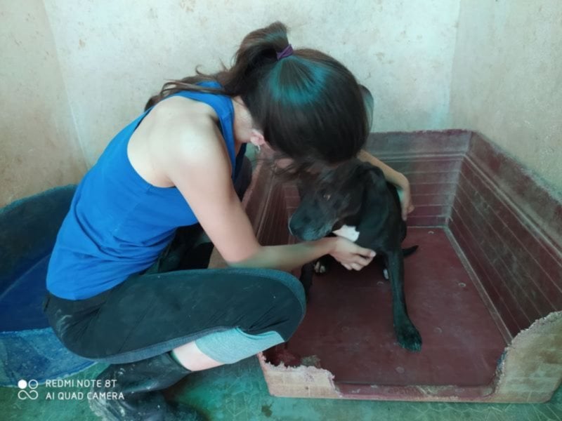 Yoko eine freundliche Hundedame