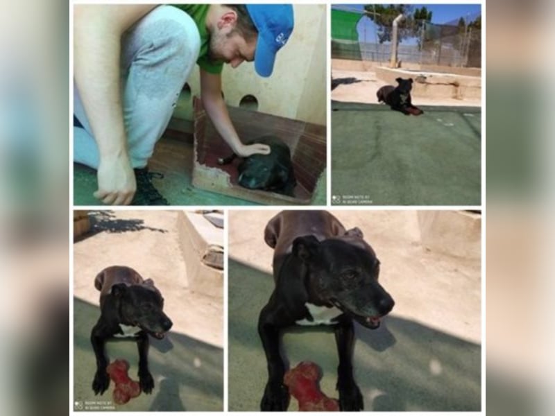 Yoko eine freundliche Hundedame