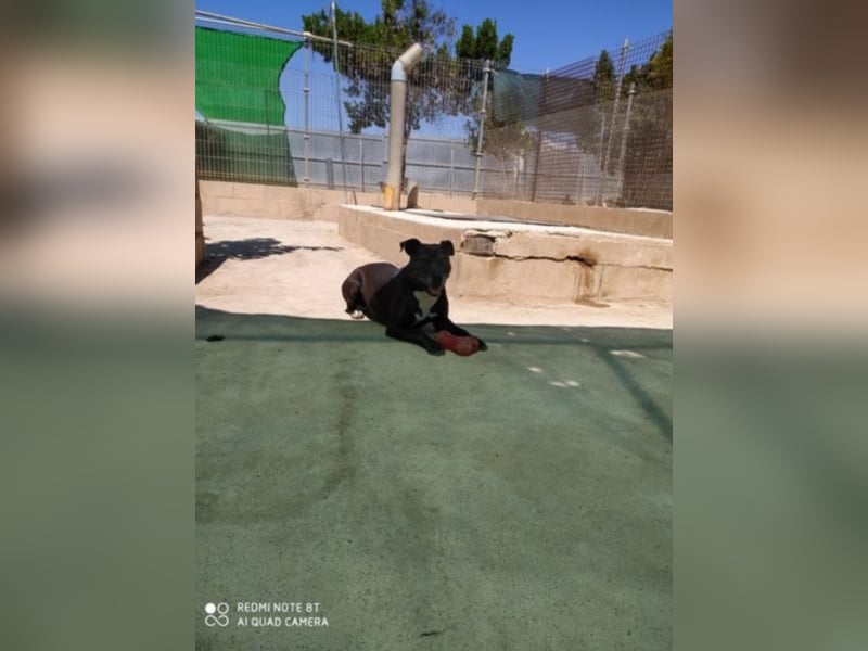 Yoko eine freundliche Hundedame