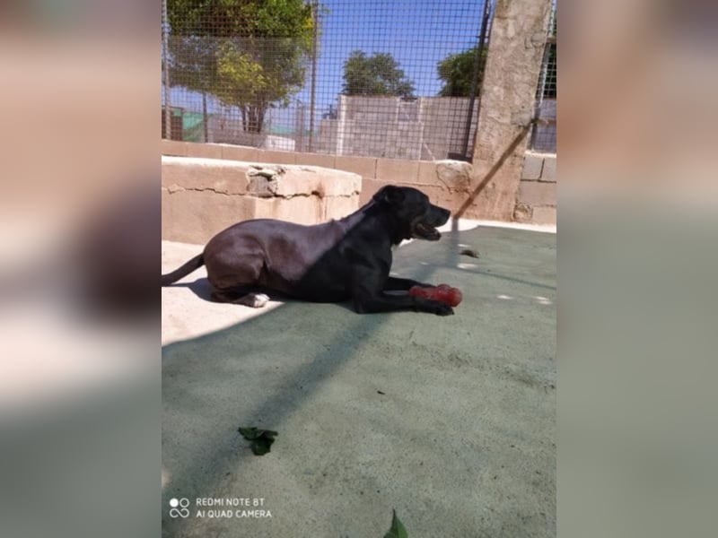 Yoko eine freundliche Hundedame