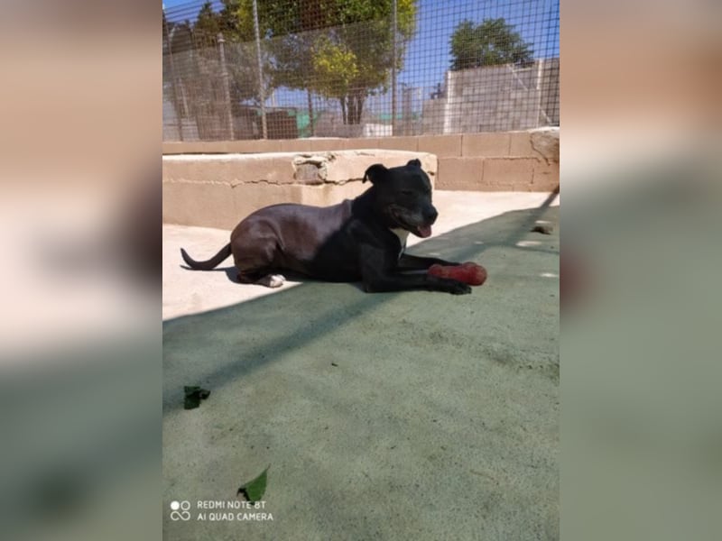 Yoko eine freundliche Hundedame
