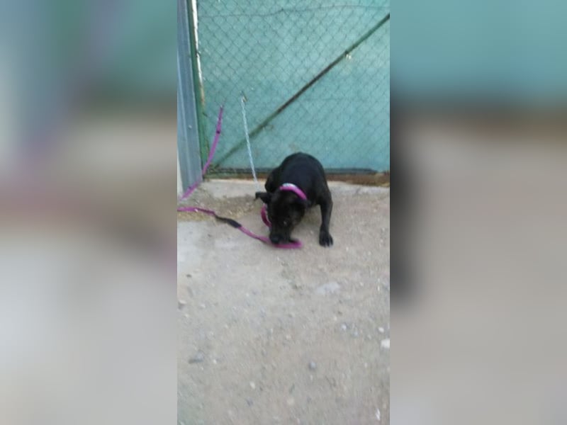 Yoko eine freundliche Hundedame