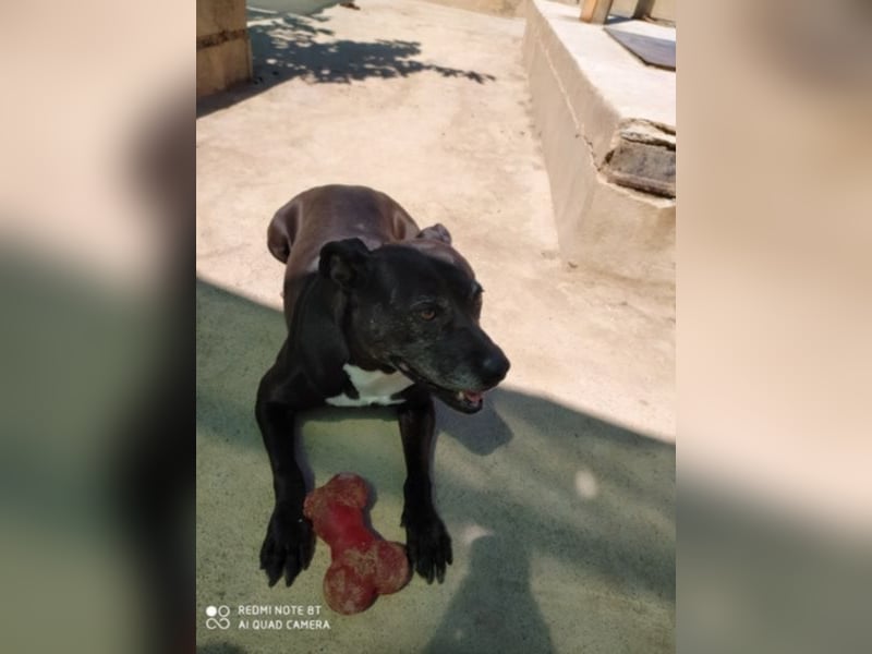 Yoko eine freundliche Hundedame