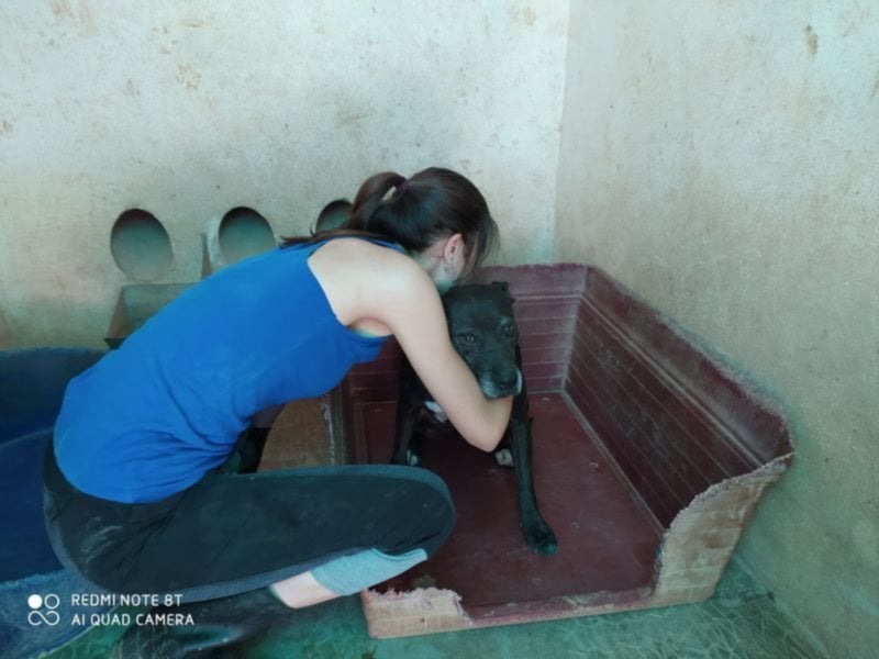 Yoko eine freundliche Hundedame