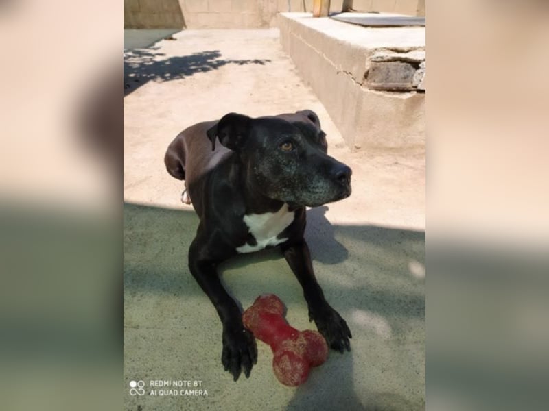 Yoko eine freundliche Hundedame