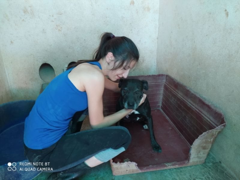 Yoko eine freundliche Hundedame