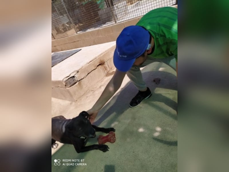Yoko eine freundliche Hundedame