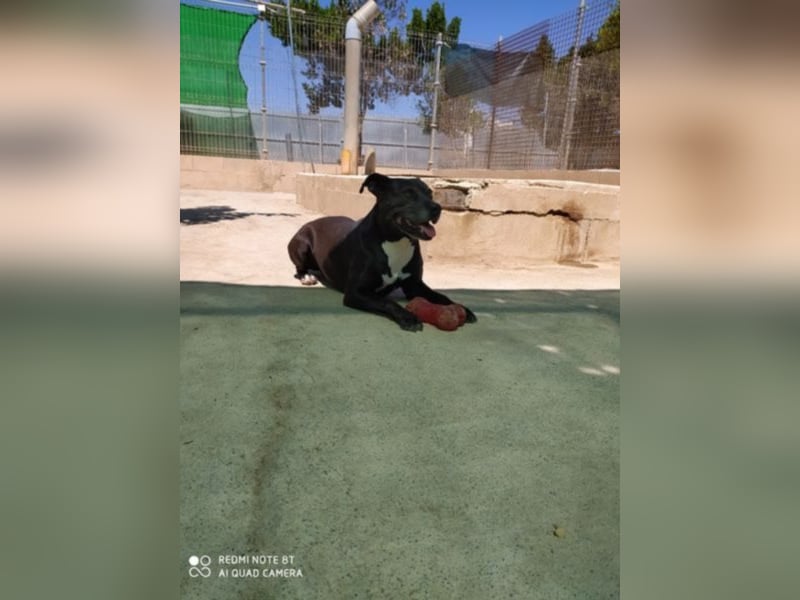 Yoko eine freundliche Hundedame
