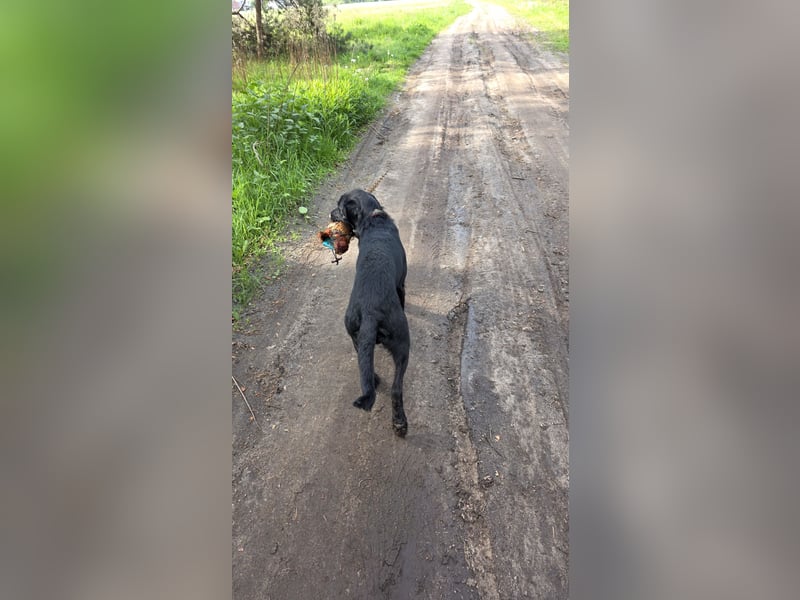 Junger Jagdhund-Rüde (1,5 Jahre) in fördernde Hände abzugeben
