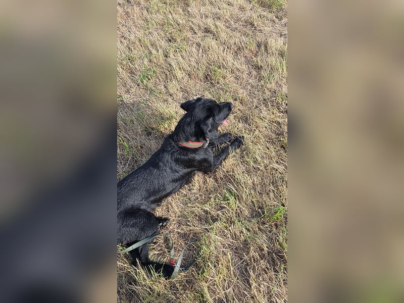 Junger Jagdhund-Rüde (1,5 Jahre) in fördernde Hände abzugeben