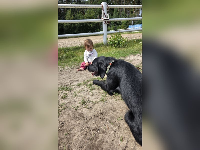 Junger Jagdhund-Rüde (1,5 Jahre) in fördernde Hände abzugeben