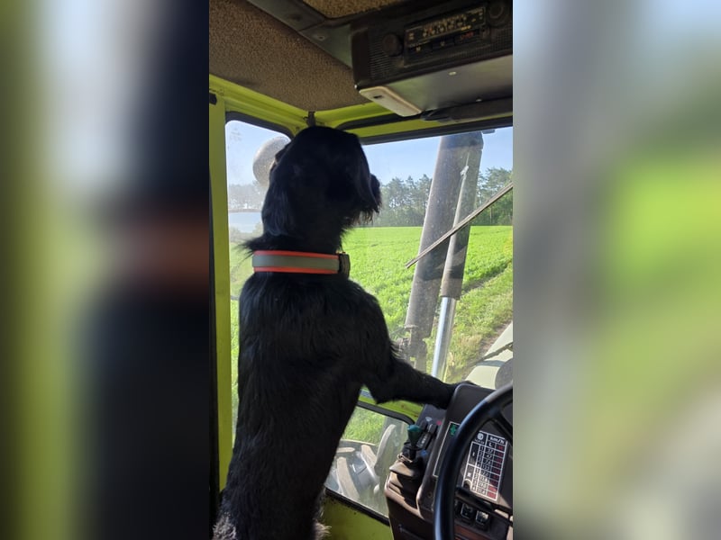 Junger Jagdhund-Rüde (1,5 Jahre) in fördernde Hände abzugeben