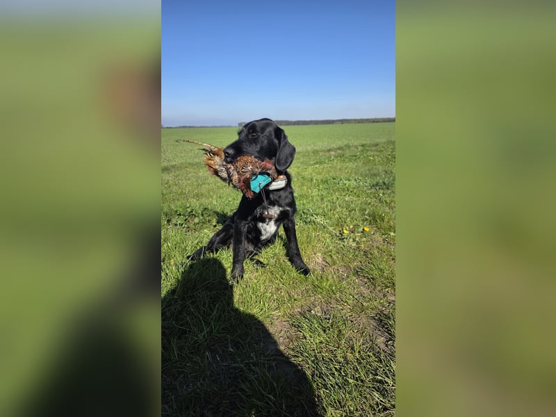 Junger Jagdhund-Rüde (1,5 Jahre) in fördernde Hände abzugeben