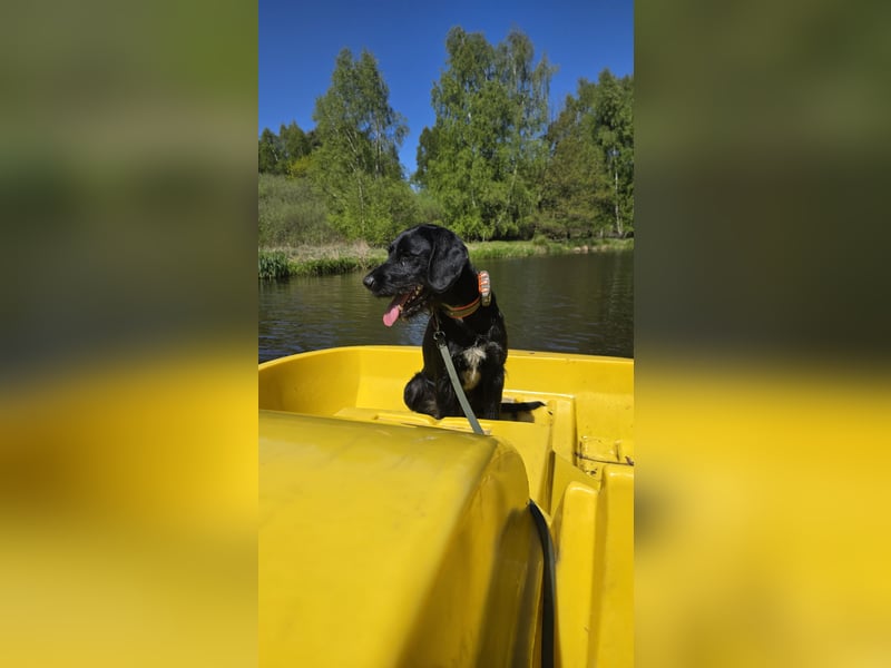 Junger Jagdhund-Rüde (1,5 Jahre) in fördernde Hände abzugeben