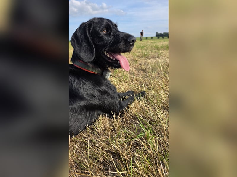 Junger Jagdhund-Rüde (1,5 Jahre) in fördernde Hände abzugeben
