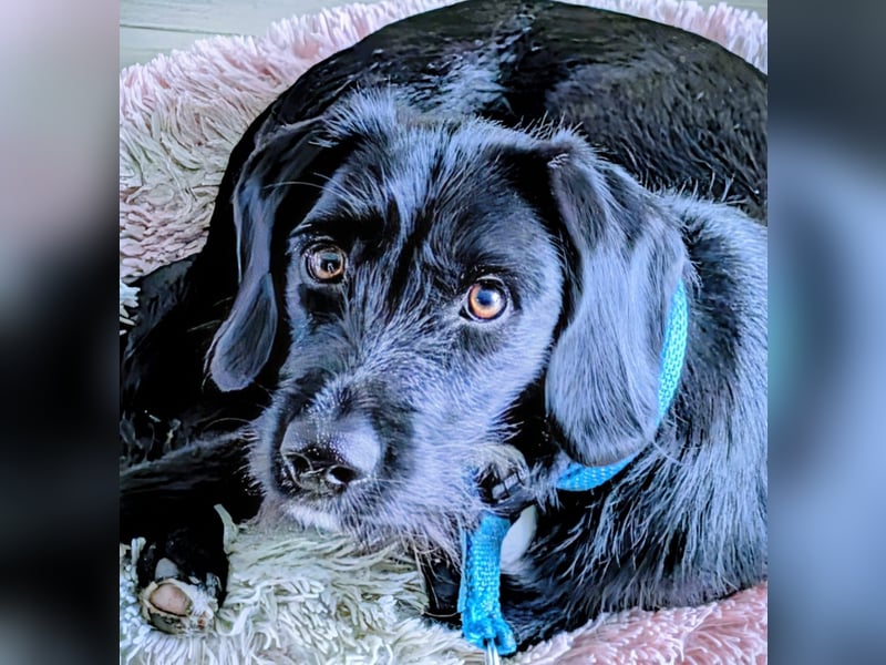 Steirische Bracke x kl. Münsterländer Hündin in liebevolle Hände abzugeben