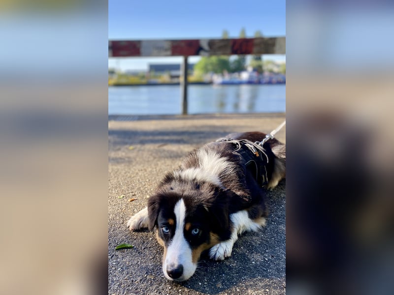 Suche Hundebetreuung / Dog Sharing Partner