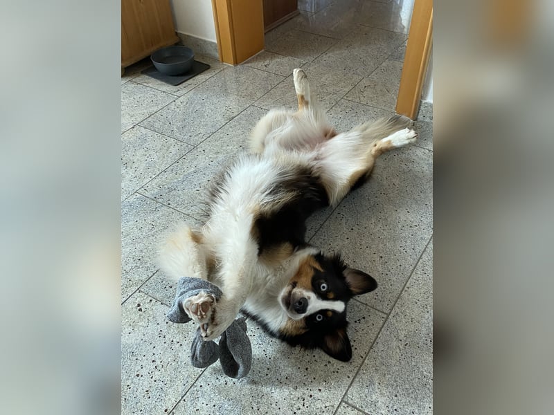Suche Hundebetreuung / Dog Sharing Partner