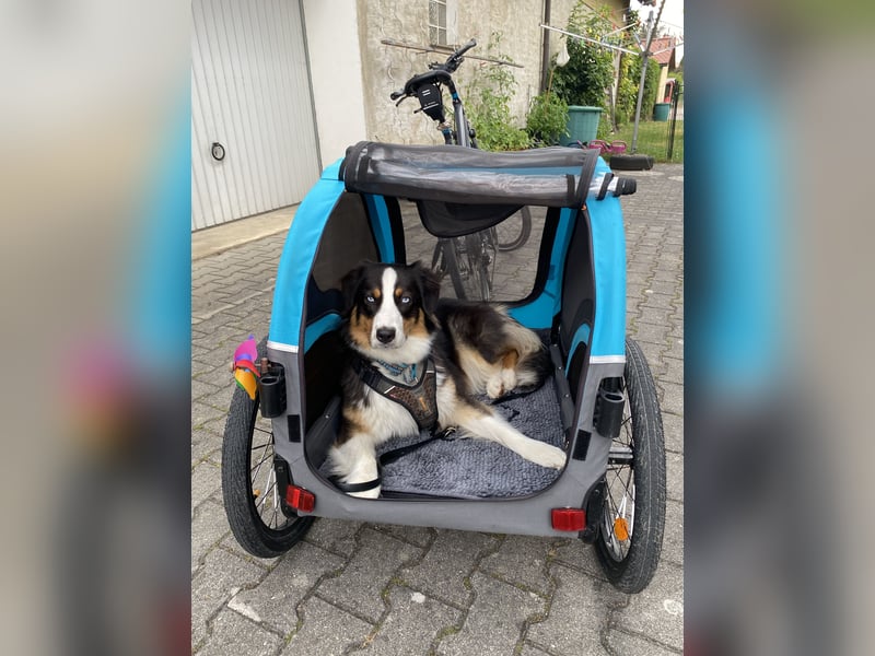 Suche Hundebetreuung / Dog Sharing Partner
