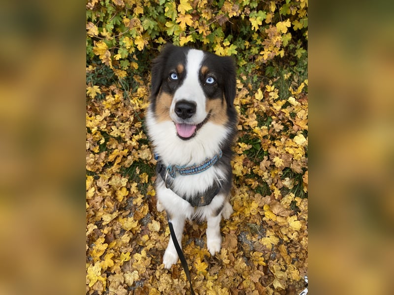 Suche Hundebetreuung / Dog Sharing Partner