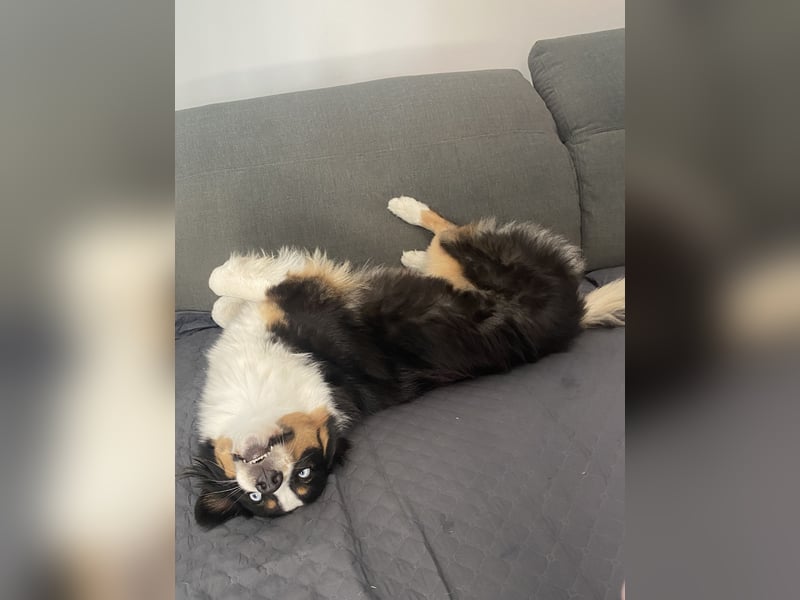 Suche Hundebetreuung / Dog Sharing Partner