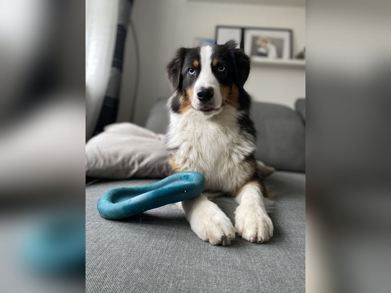 Suche Hundebetreuung / Dog Sharing Partner