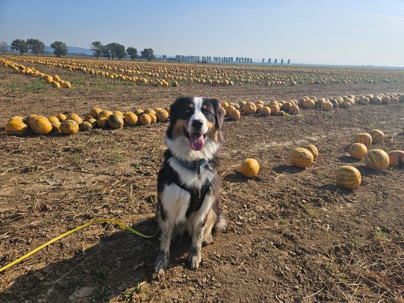 Suche Hundebetreuung / Dog Sharing Partner