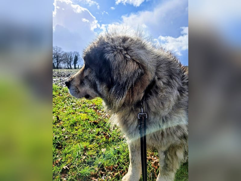 Maja - bildschöne Kaukasen Seniorin