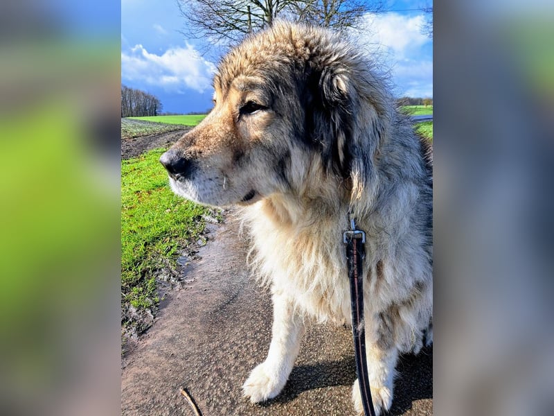 Maja - bildschöne Kaukasen Seniorin