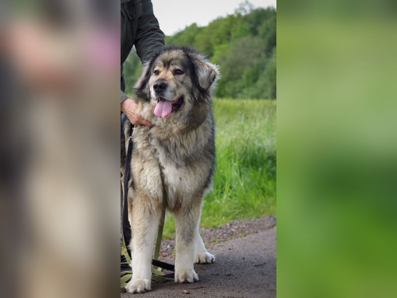 Maja - bildschöne Kaukasen Seniorin