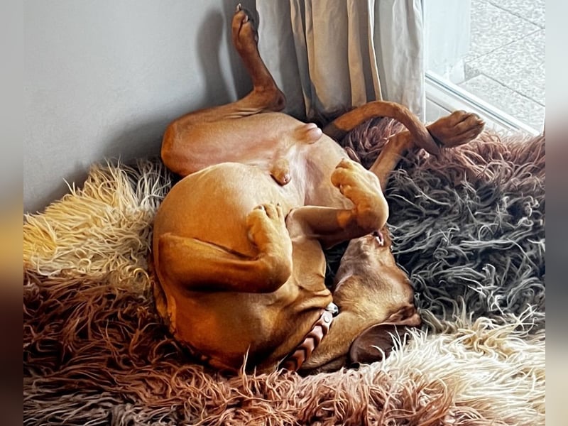 Tagesbetreuung für lebendigen Vizsla Rüden (kastr.) gesucht
