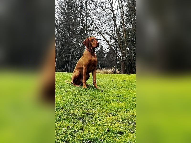 Tagesbetreuung für lebendigen Vizsla Rüden (kastr.) gesucht