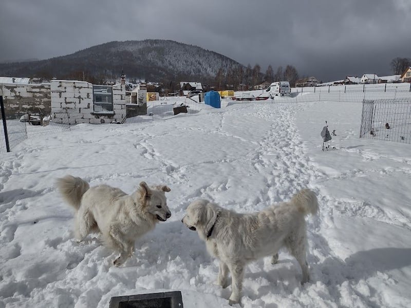 Aramis, Polnischer #Herdenschutzhund sucht neues Zuhause