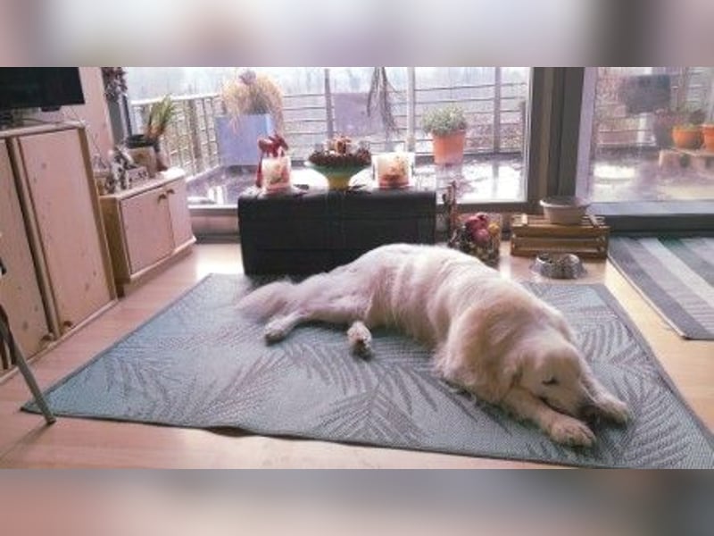 Aramis, Polnischer #Herdenschutzhund sucht neues Zuhause