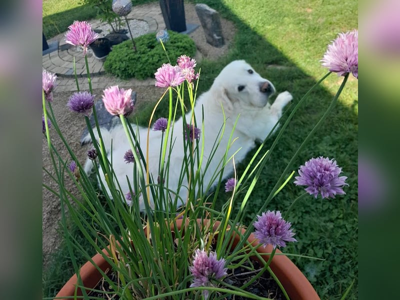 Aramis, Polnischer #Herdenschutzhund sucht neues Zuhause