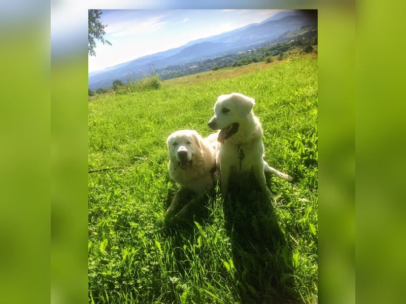 Aramis, Polnischer #Herdenschutzhund sucht neues Zuhause