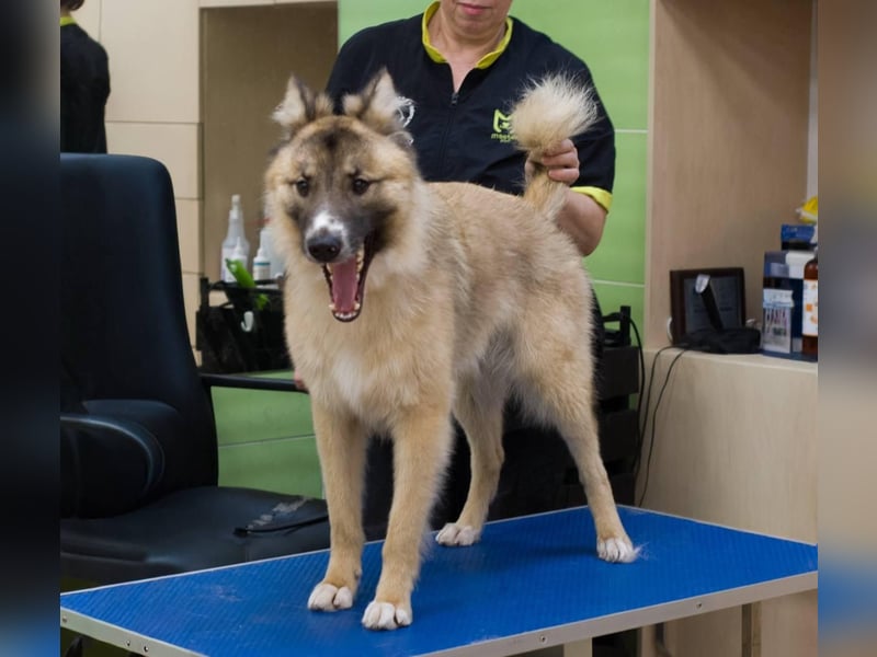 BUDDY Ein Freund zum Pferde stehlen (Ukraine)