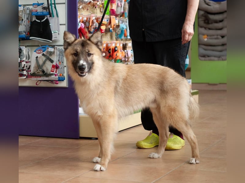 BUDDY Ein Freund zum Pferde stehlen (Ukraine)