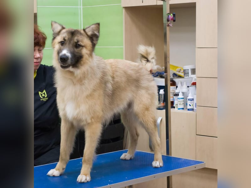 BUDDY Ein Freund zum Pferde stehlen (Ukraine)