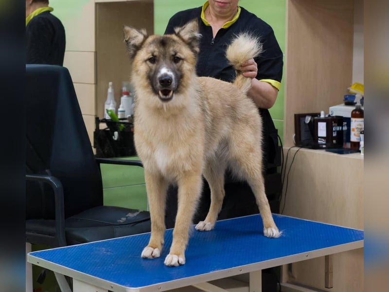 BUDDY Ein Freund zum Pferde stehlen (Ukraine)