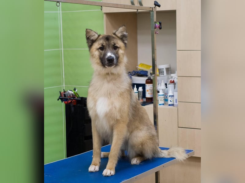 BUDDY Ein Freund zum Pferde stehlen (Ukraine)