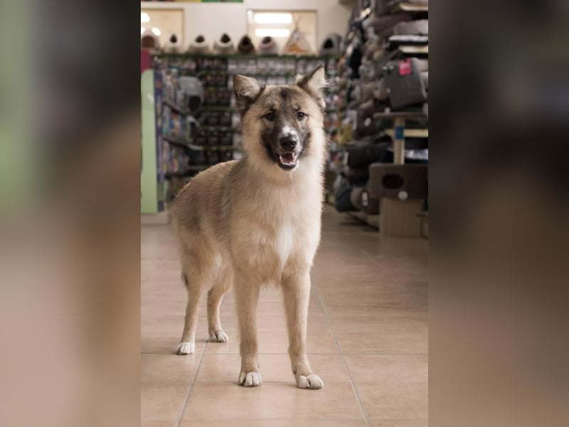 BUDDY Ein Freund zum Pferde stehlen (Ukraine)