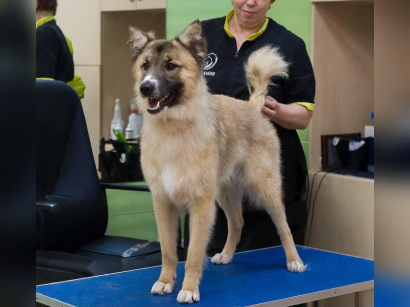 BUDDY Ein Freund zum Pferde stehlen (Ukraine)